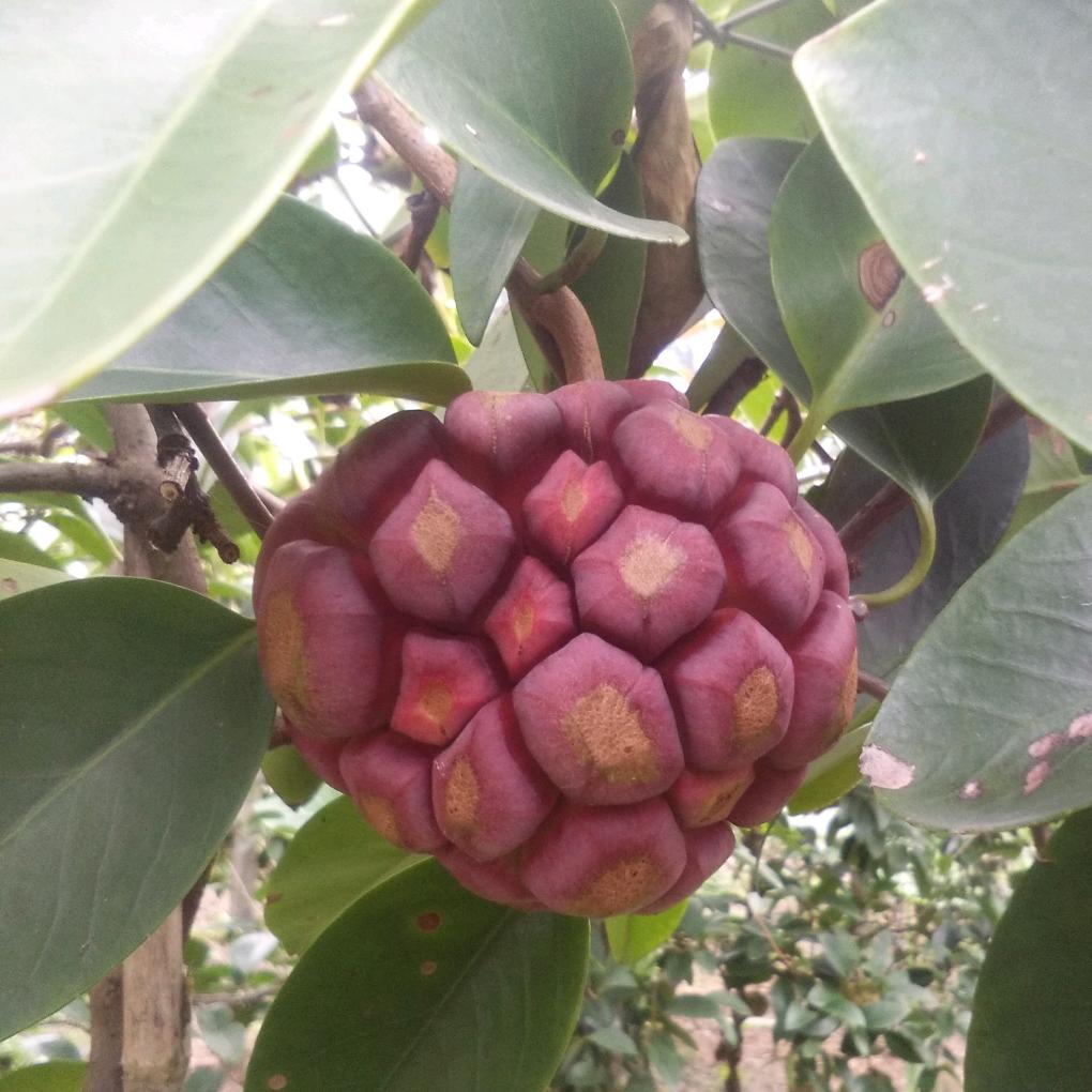 云彩芬飞