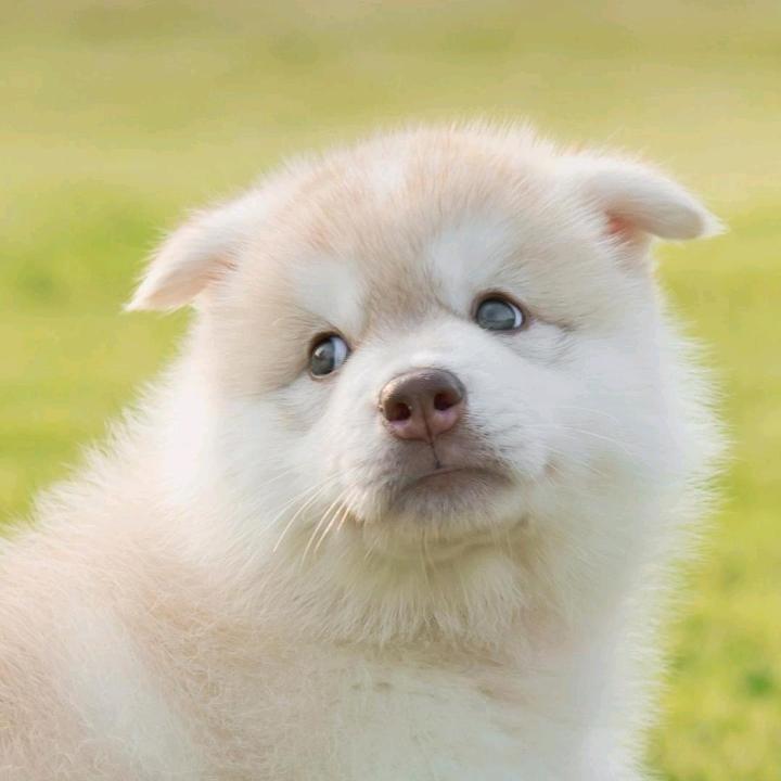 从你的世界路过