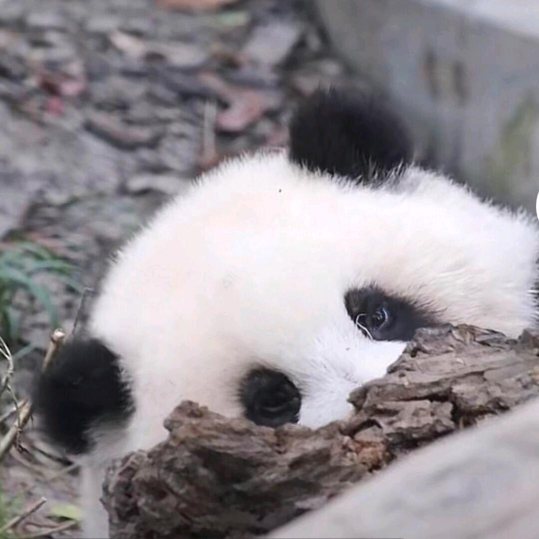 不喜欢拍照