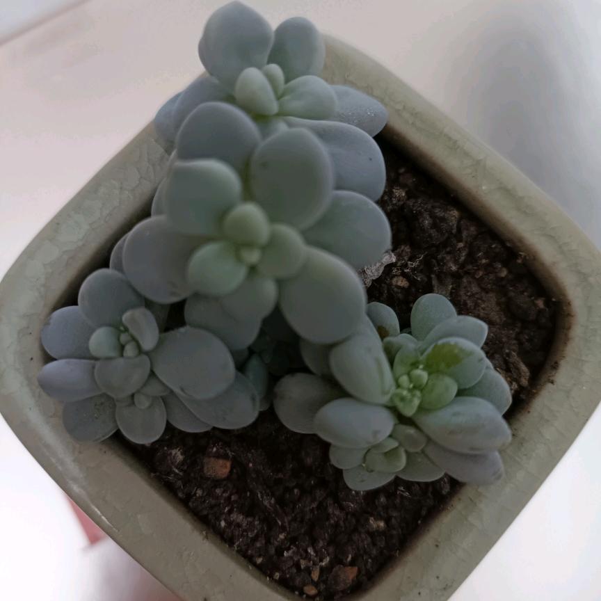 丫蛋