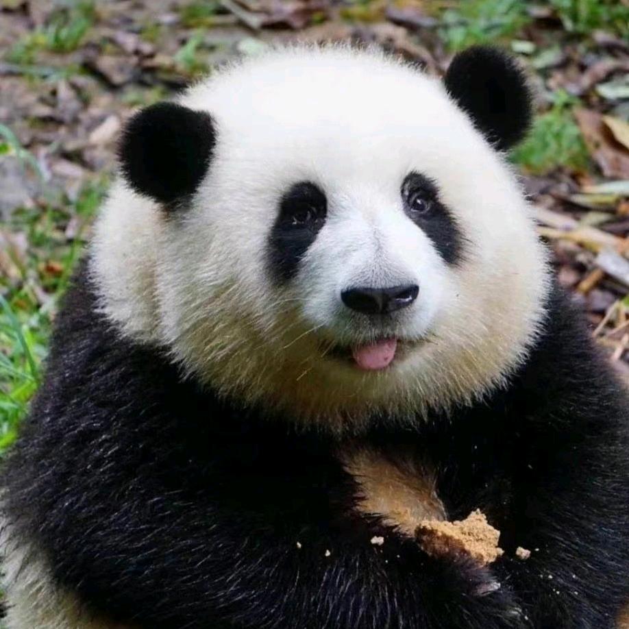 调皮捣蛋萌兰