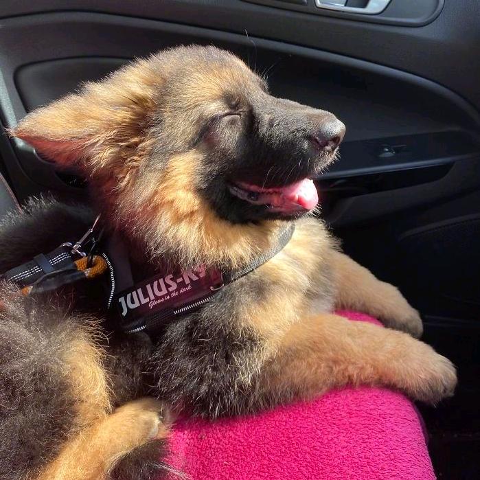 约克狗子🇨🇳