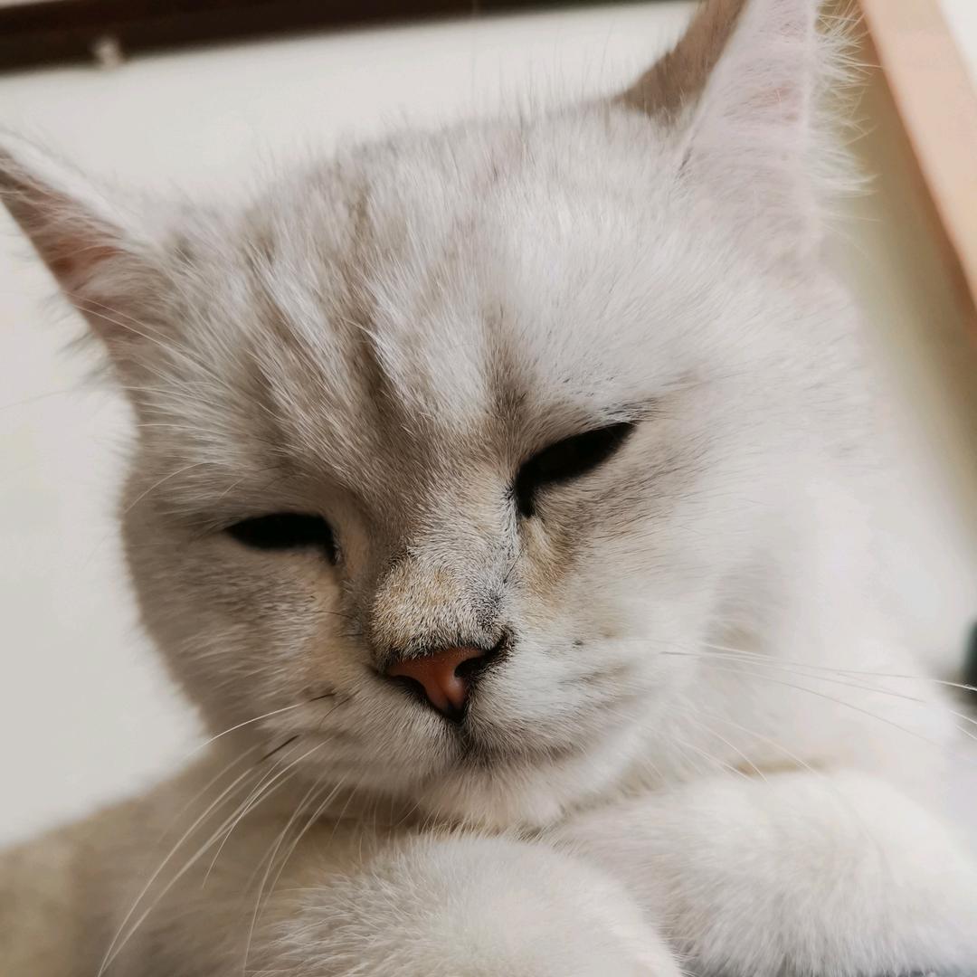 全屋高定设计 胡秀媛（石家