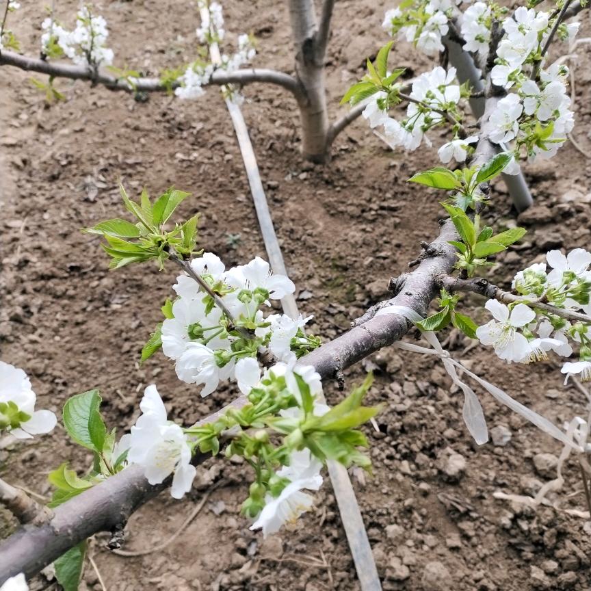 老支书带你游乡村（赵明传）