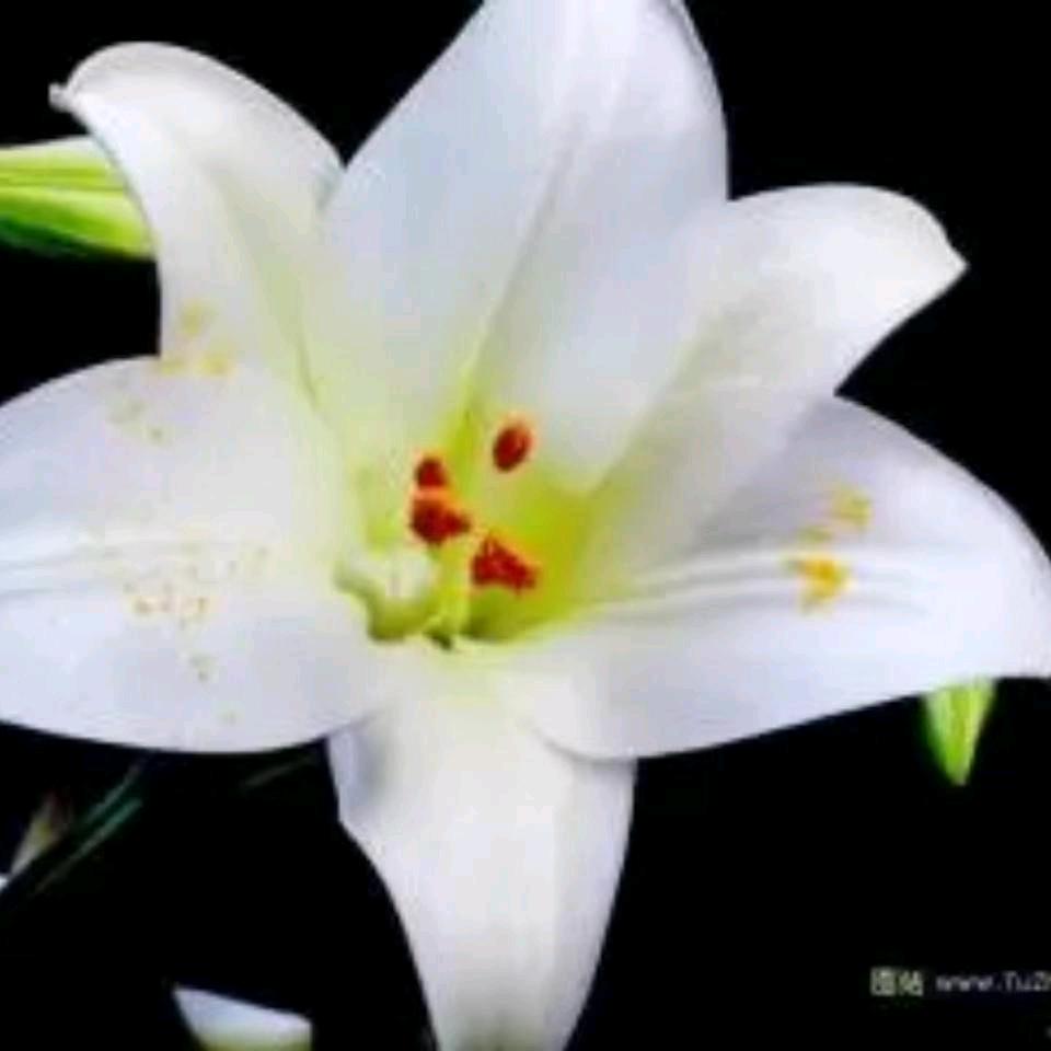 花好月园