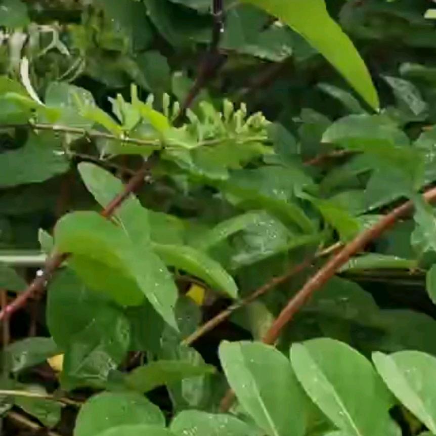 浓浓的咖啡..！