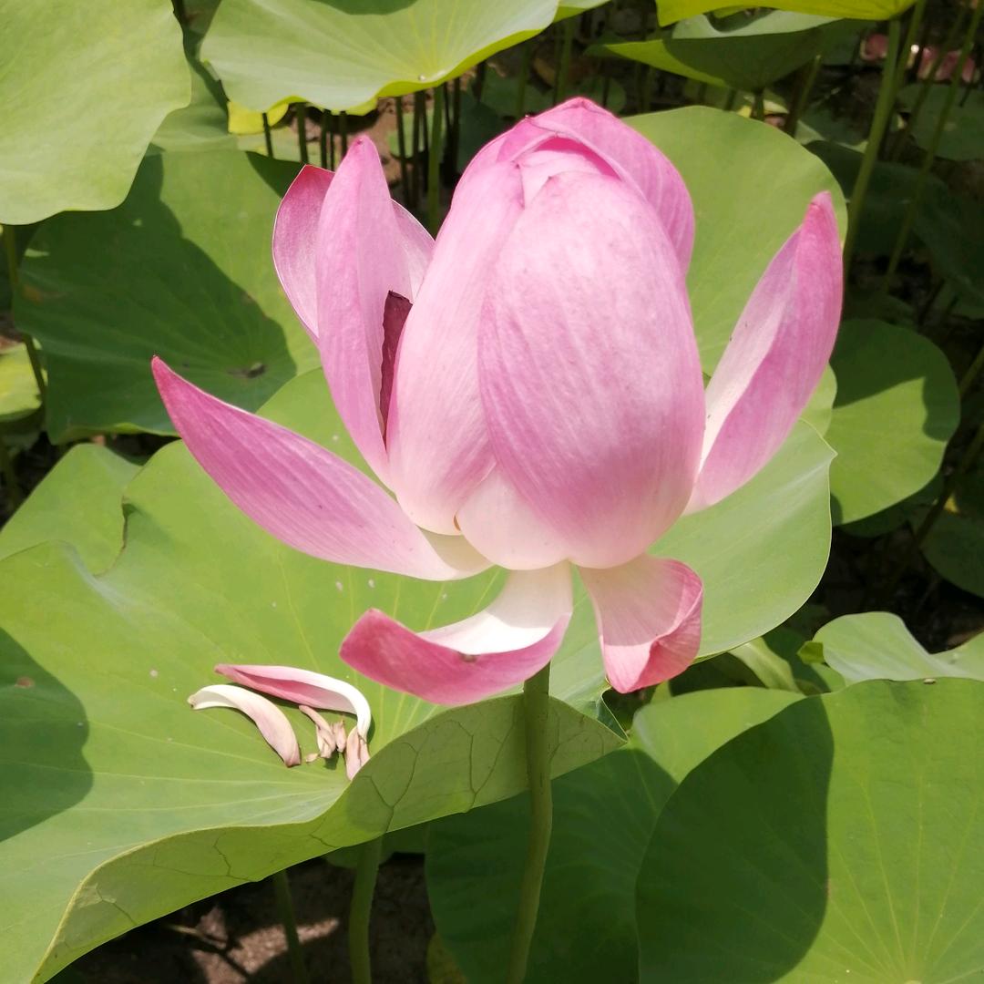 奋( •̀∀•́ )斗