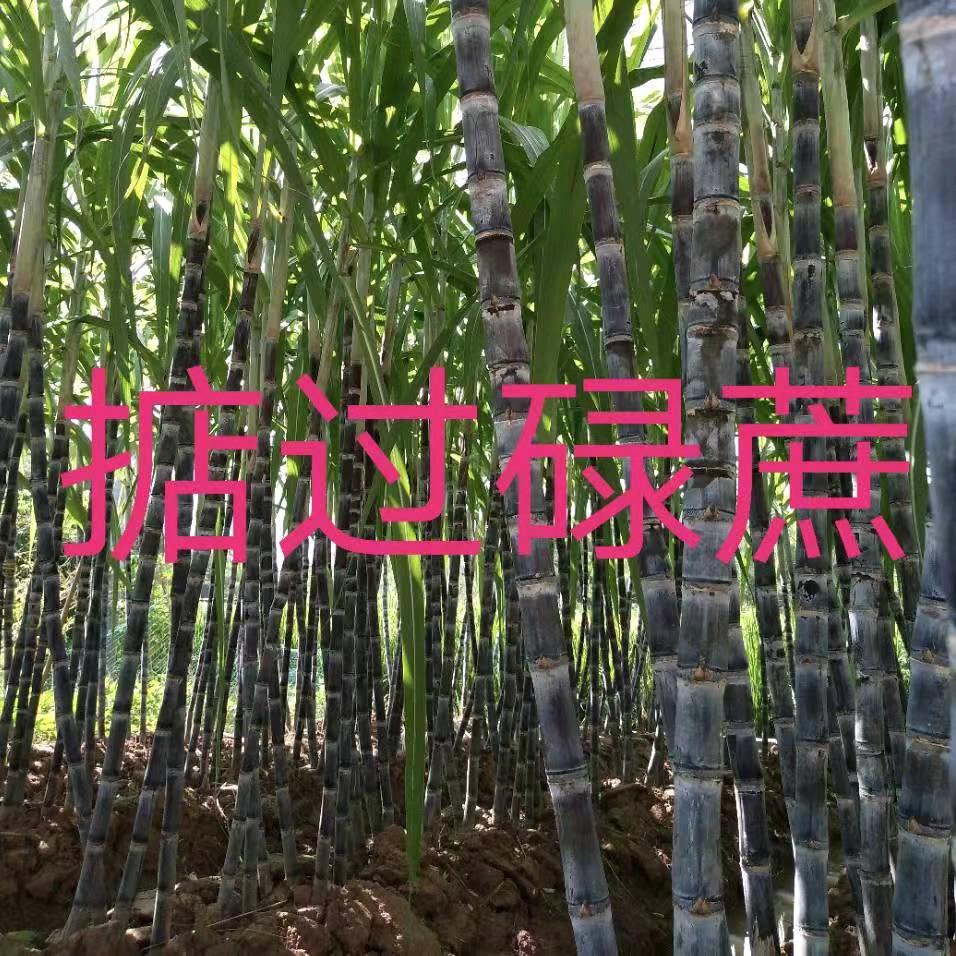 喜记云饺~小朱朱