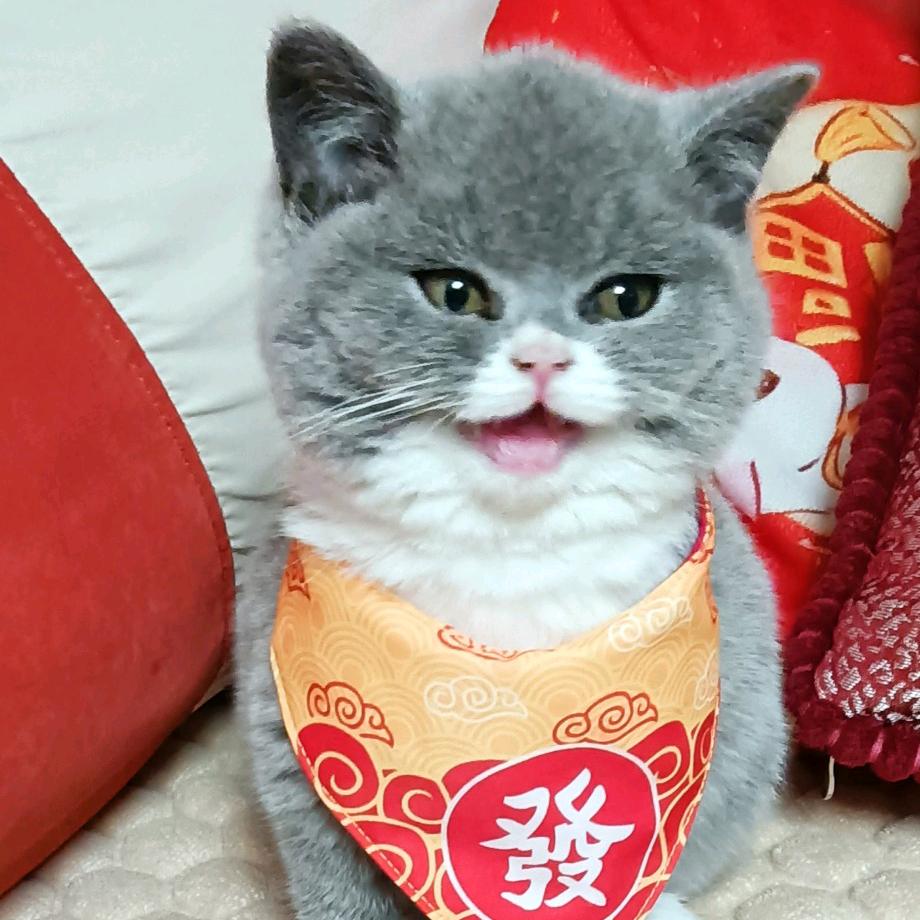 喝奶茶的猫