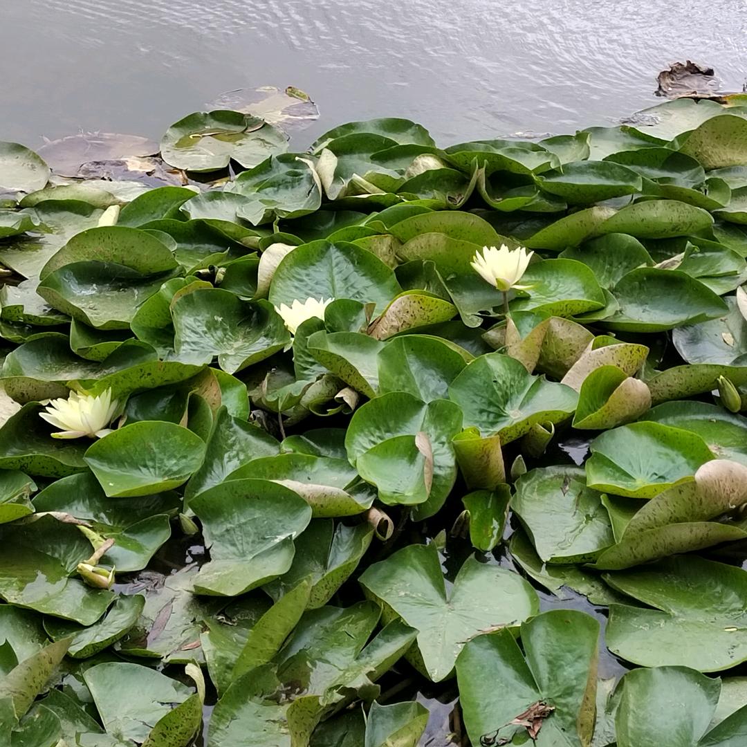 水手
