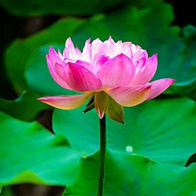 荷花🌷