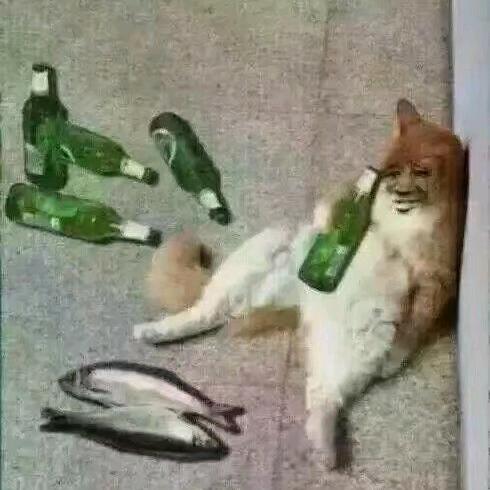 醉酒的猫