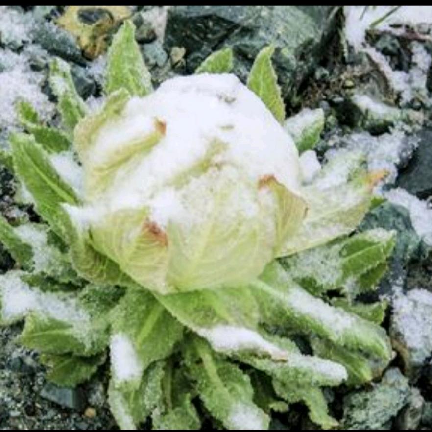 雪莲花，拒私聊，勿连赞！谢谢！