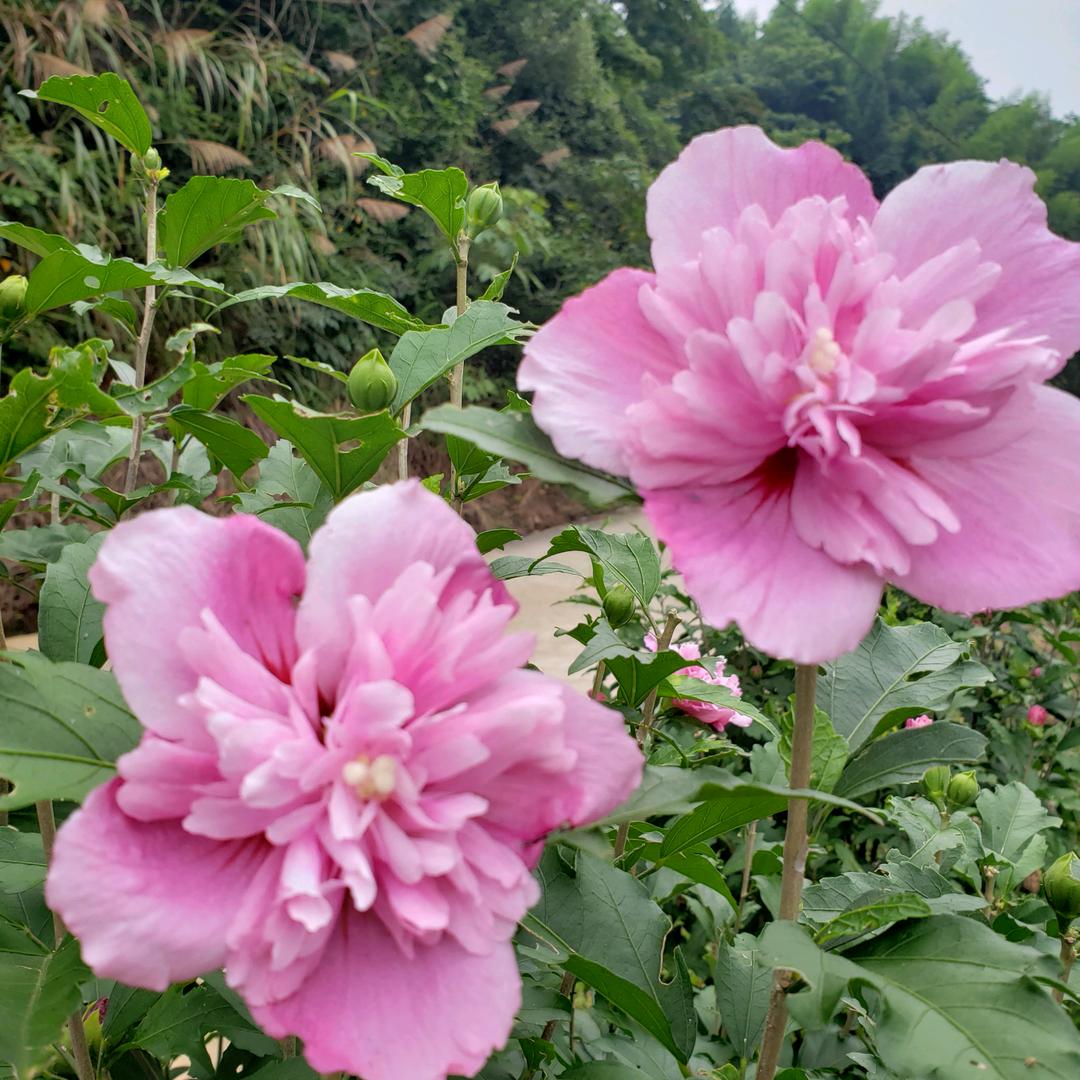 花千骨音乐库