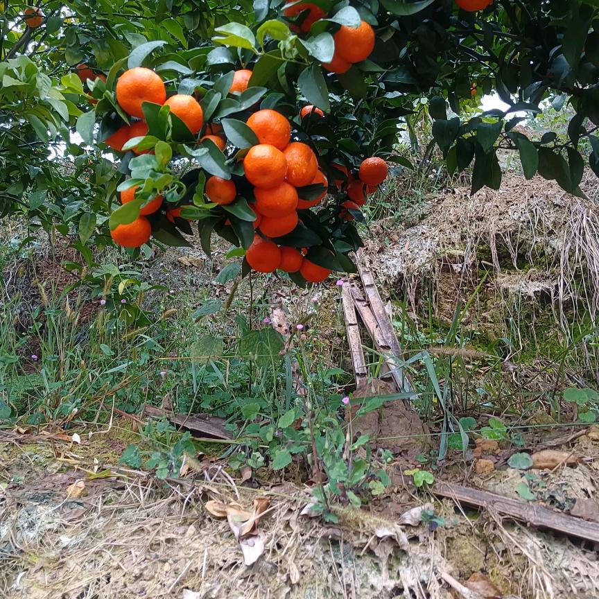 荔浦沙糖桔
