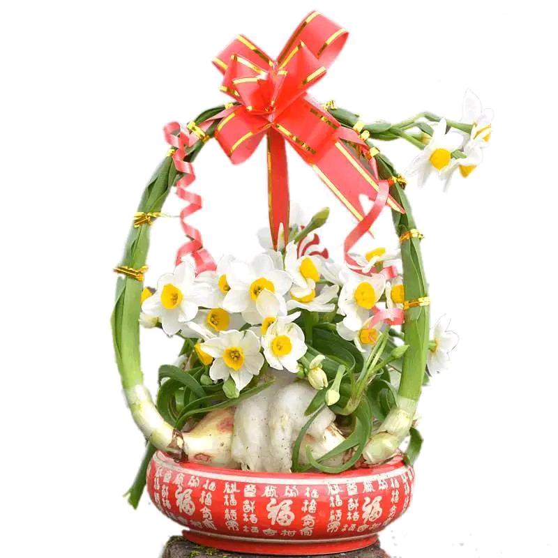 漳州圆山正宗水仙花基地