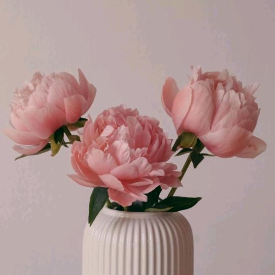 花谢花开