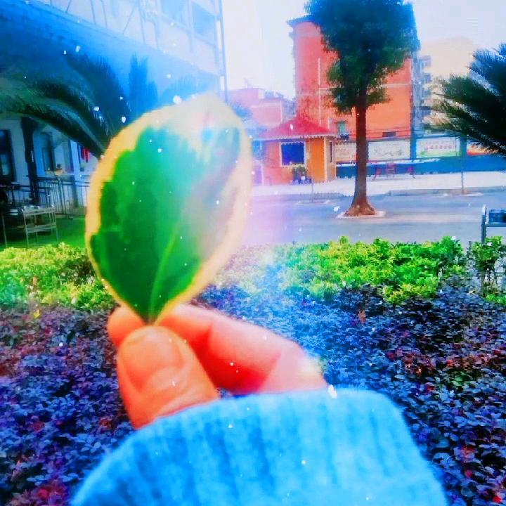 栀子花开