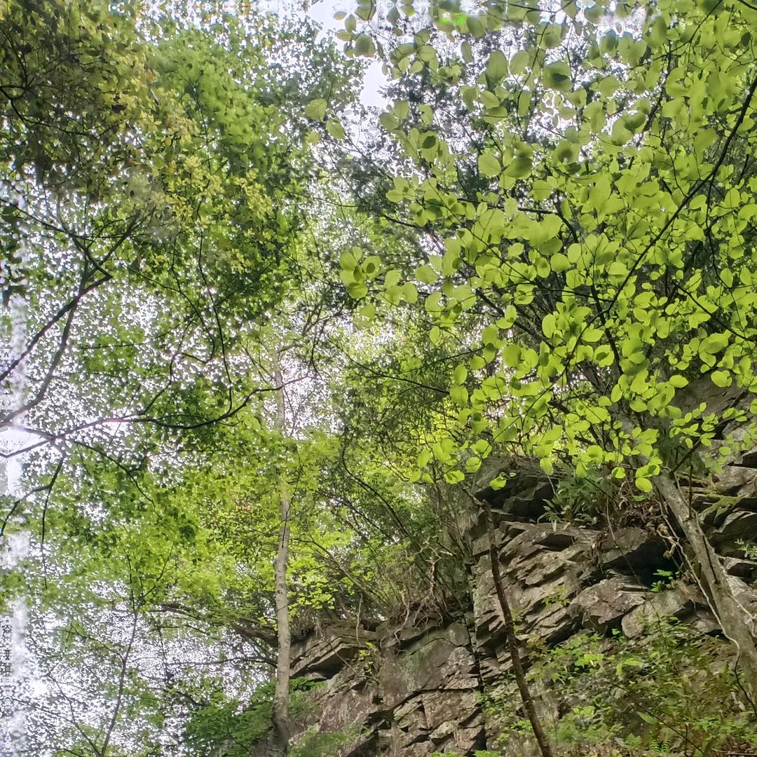 刘家丫头
