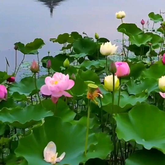 浮生若梦