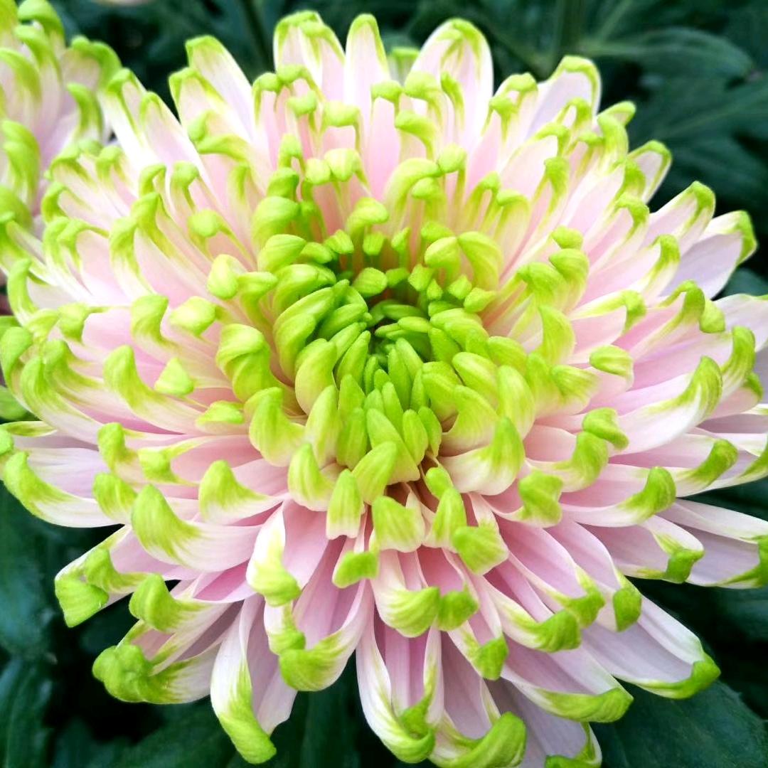 沙龙生花