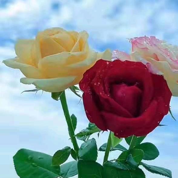 小鱼儿🌊🐠🌹🌹🌹