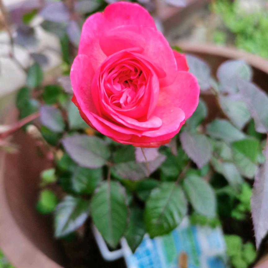 开心每一天七二年八月六日