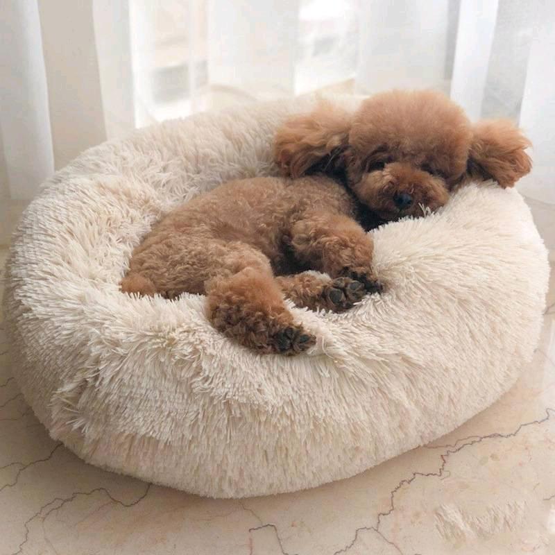 小白