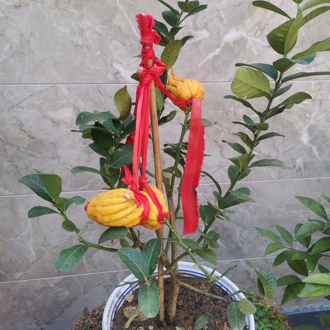 花落又逢春