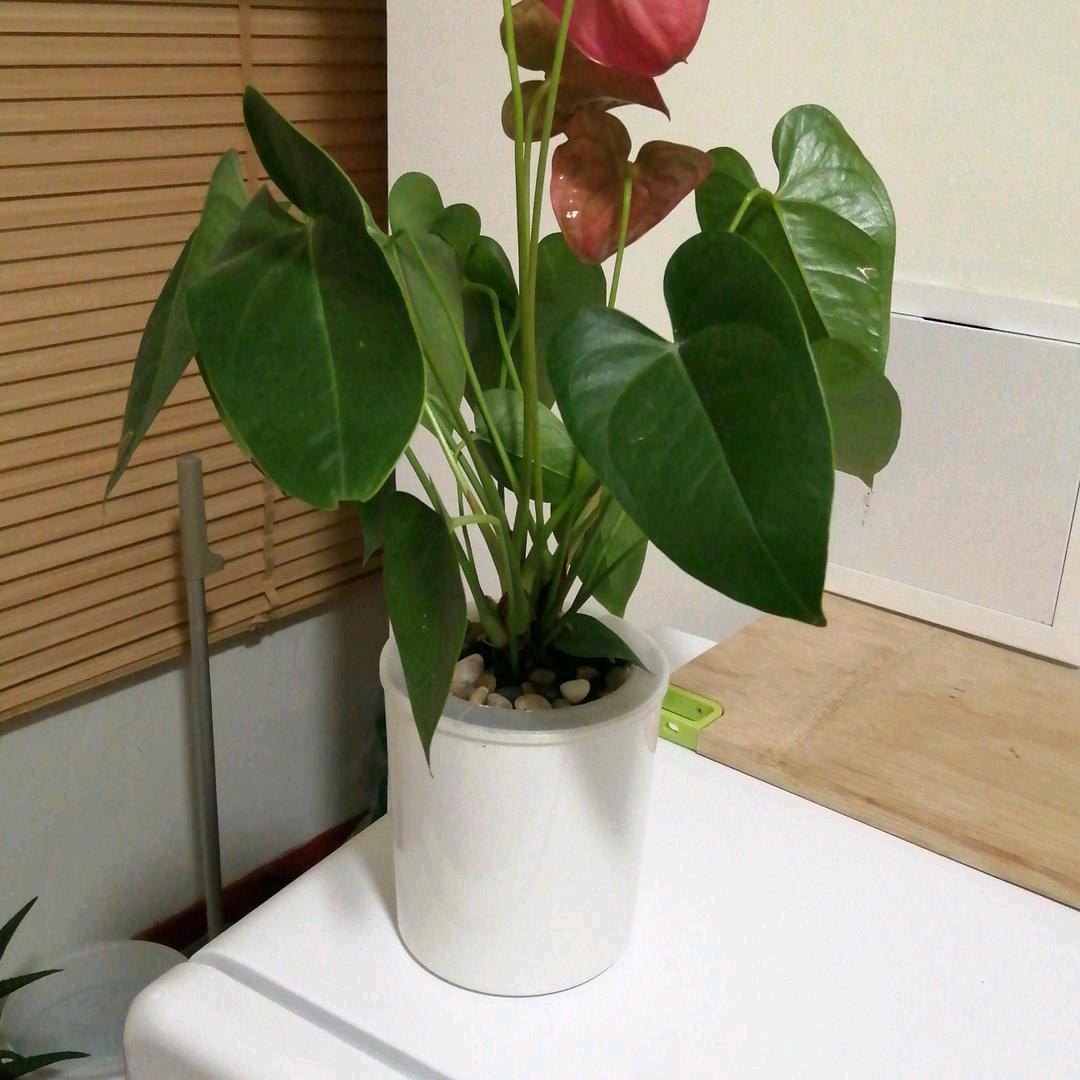 71年单身的猪🐷(白羊座)…缓更