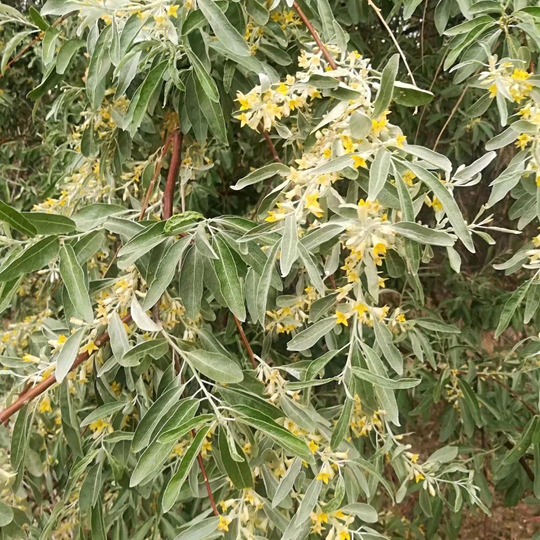 沙枣花