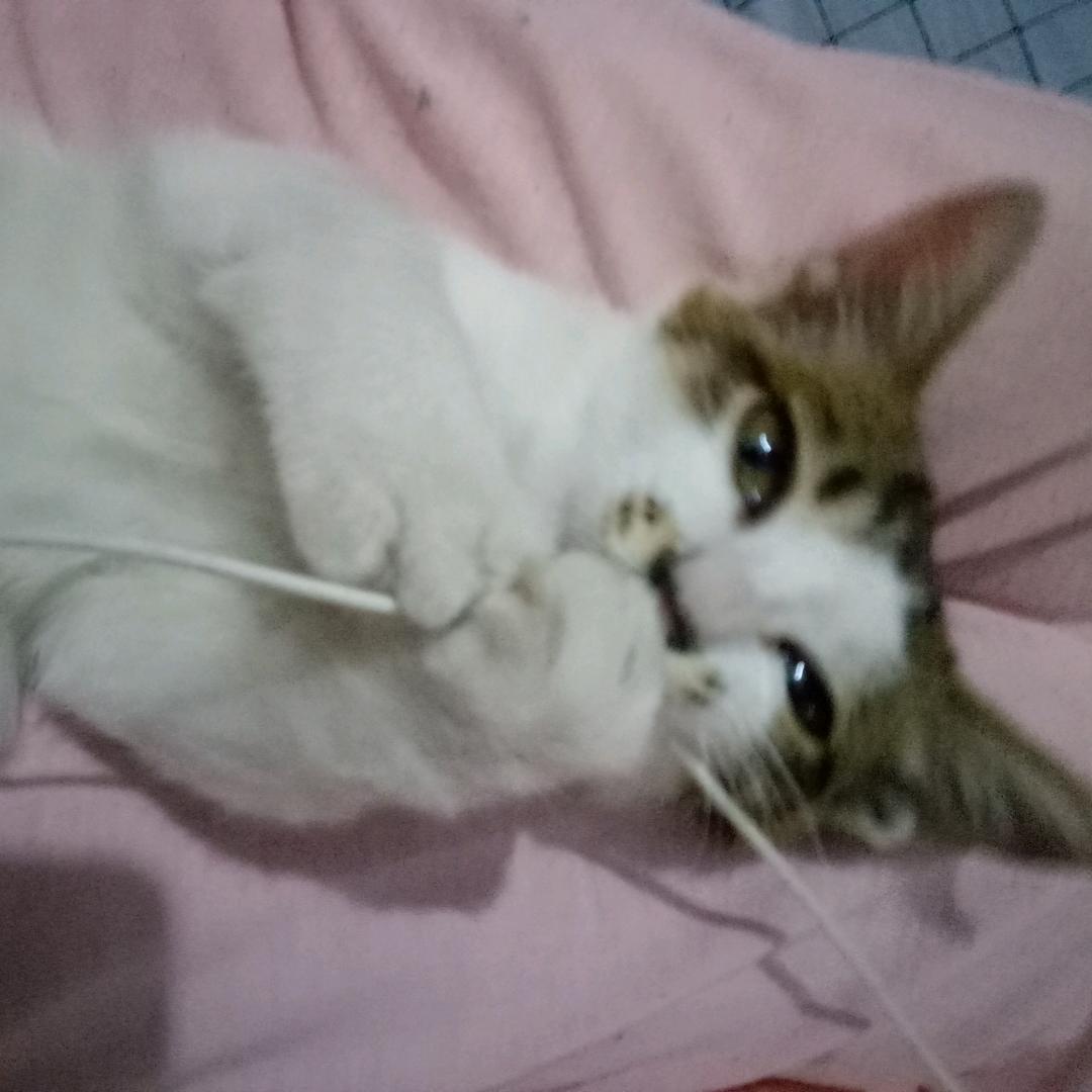 大咪
