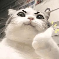 老猫说动漫