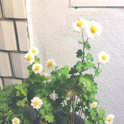 思念永远2024年6月21日