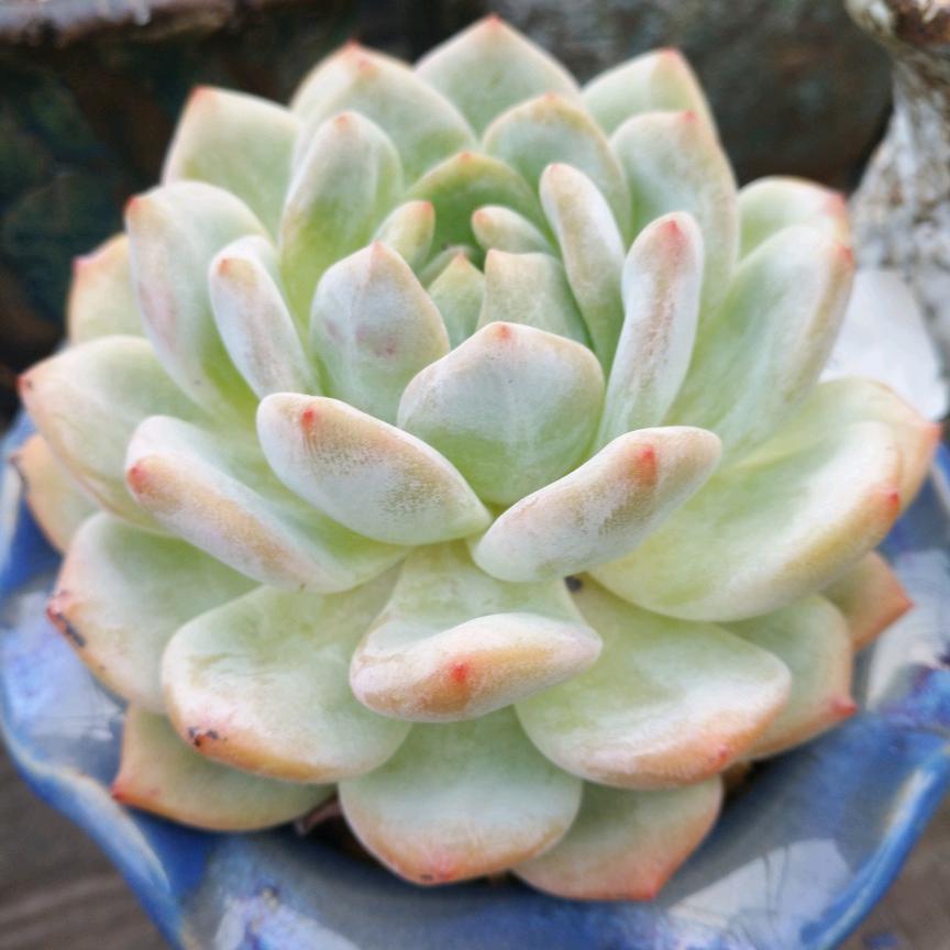 理想  雨晗多肉植物