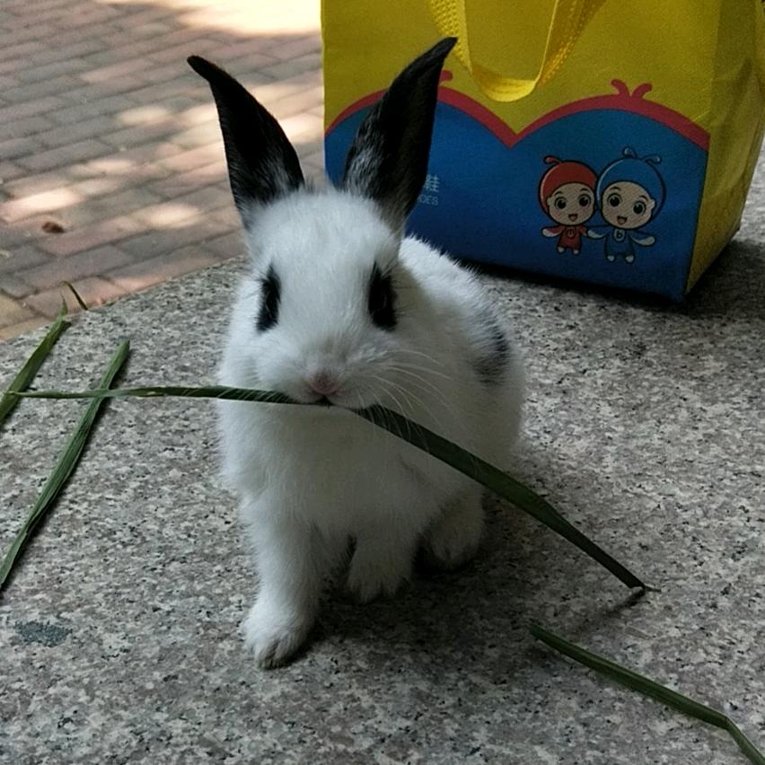 哇塞的光
