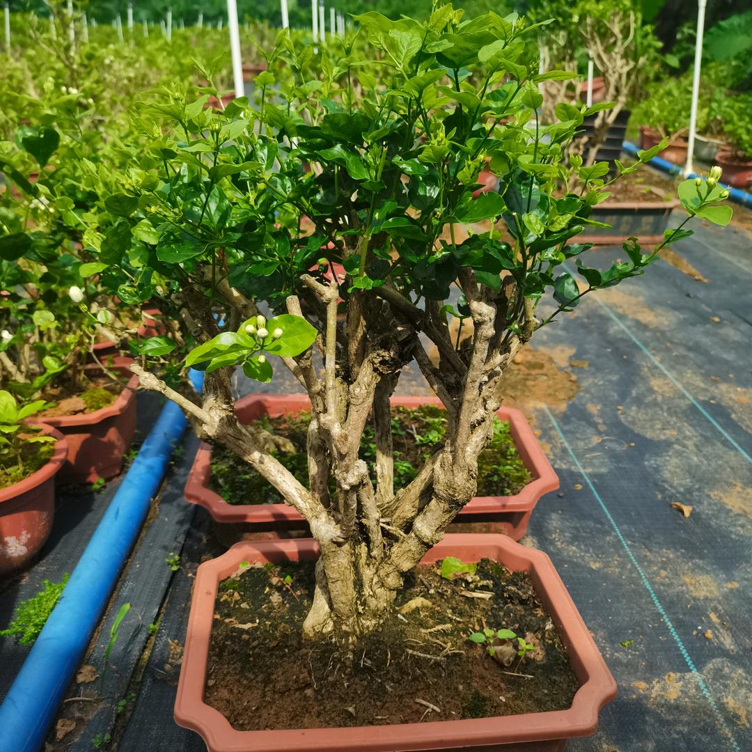 横州市碧海怡种植场