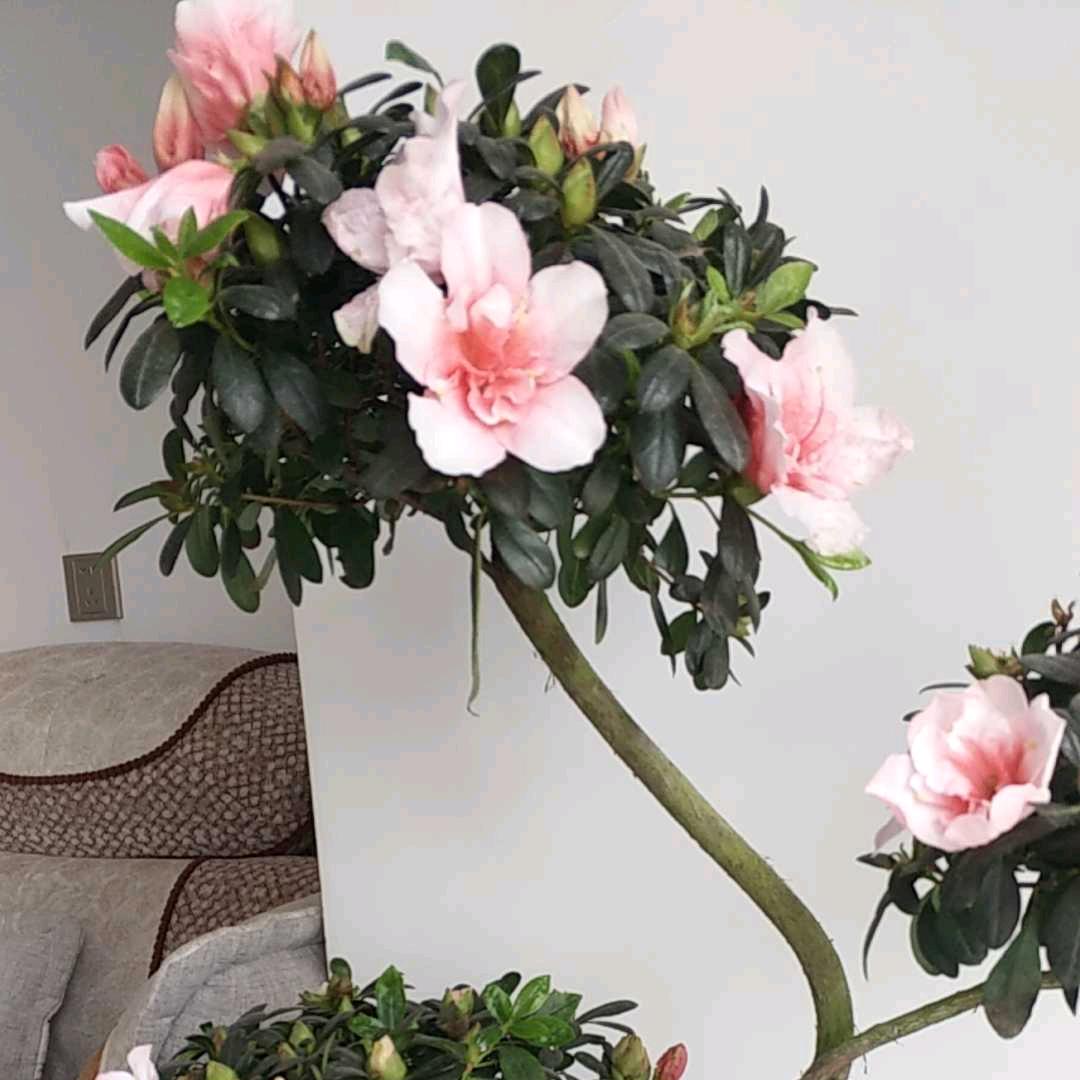 杜娟花