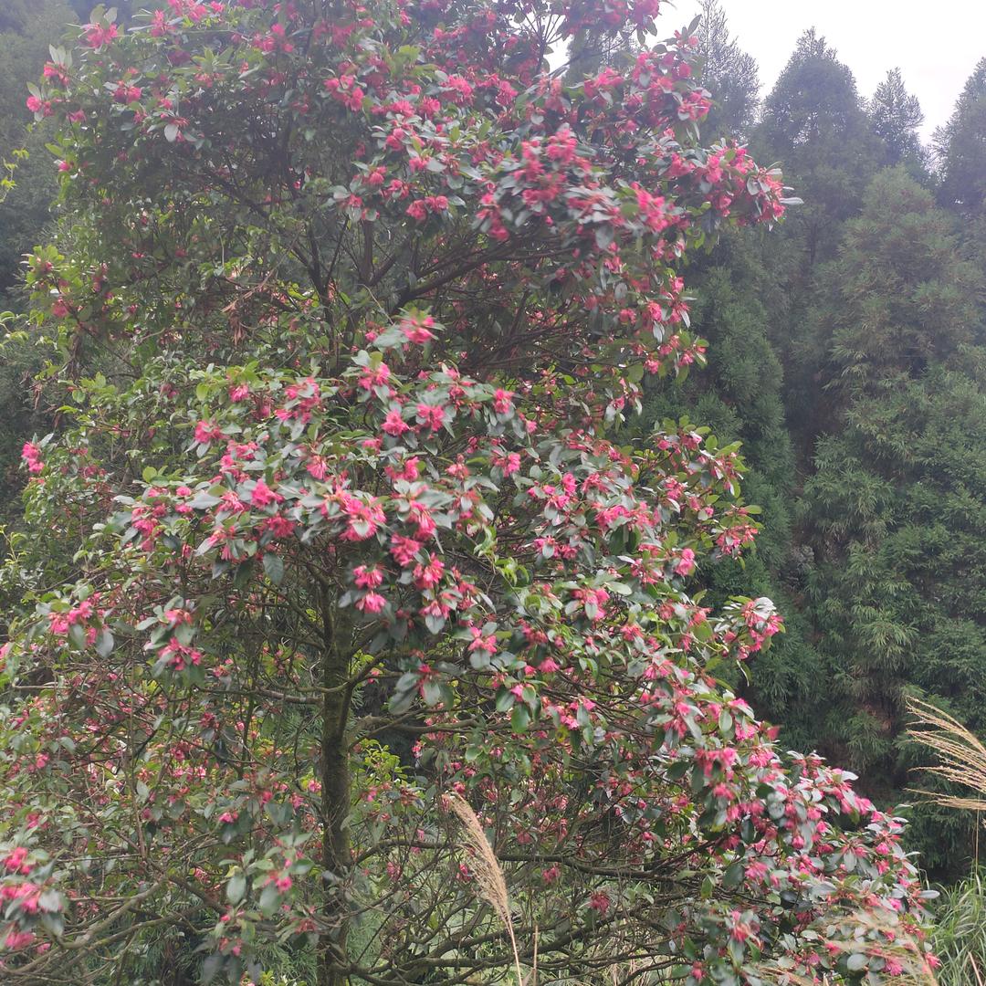 静俏俏