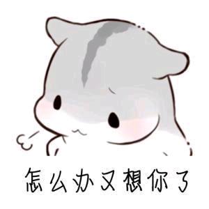 胖胖的暖心日常