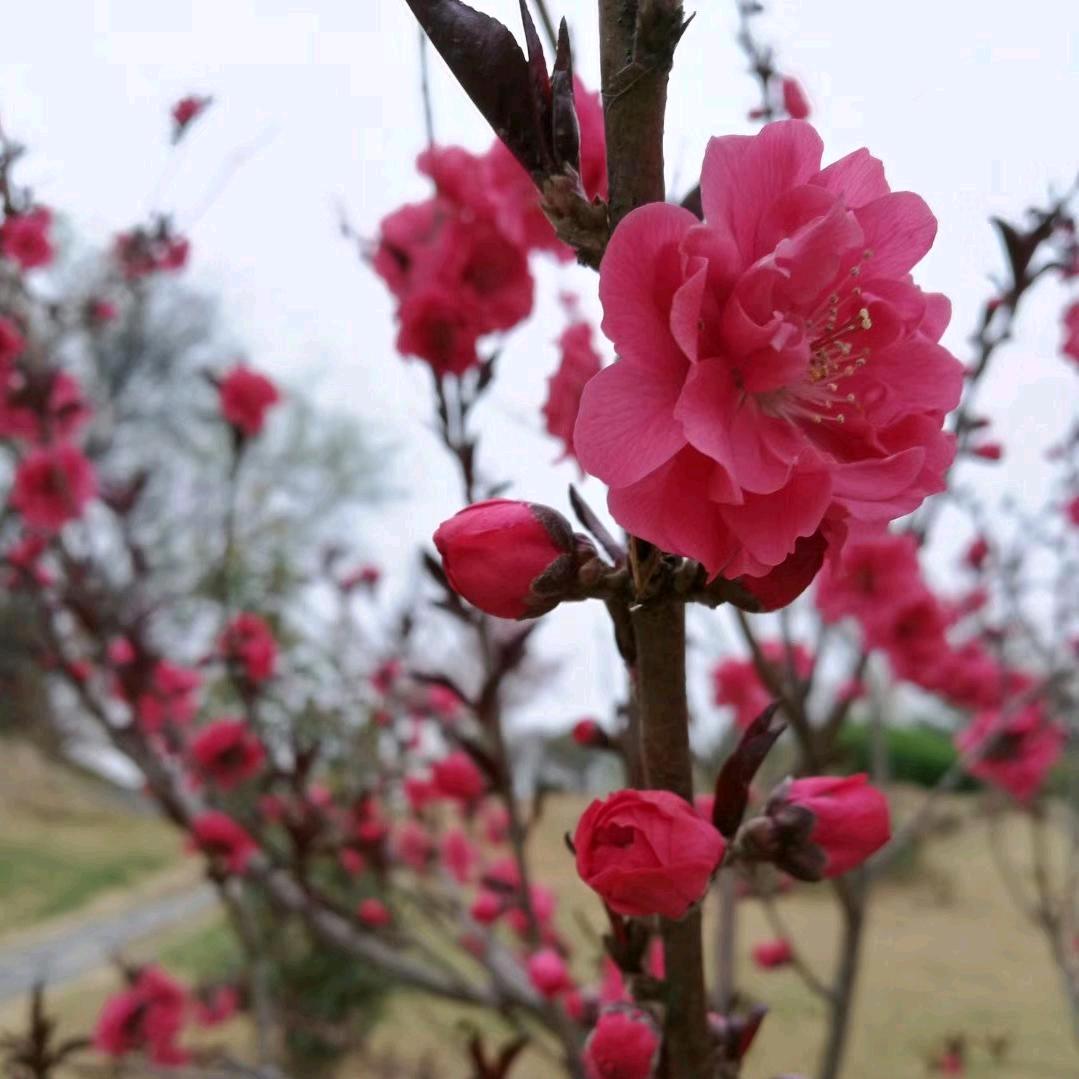 平安、健康、快乐
