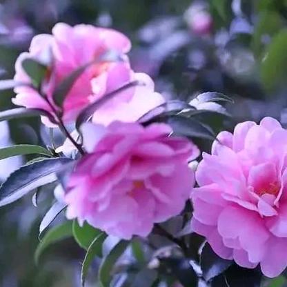 女人不狠，地位不稳