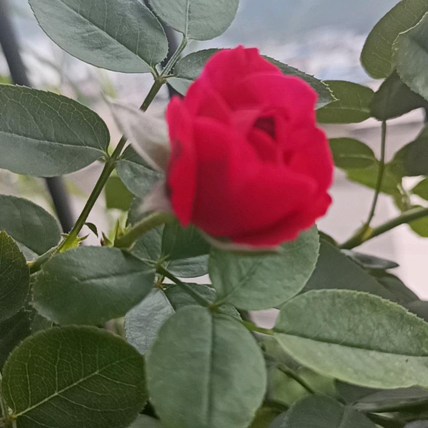 心如止水
