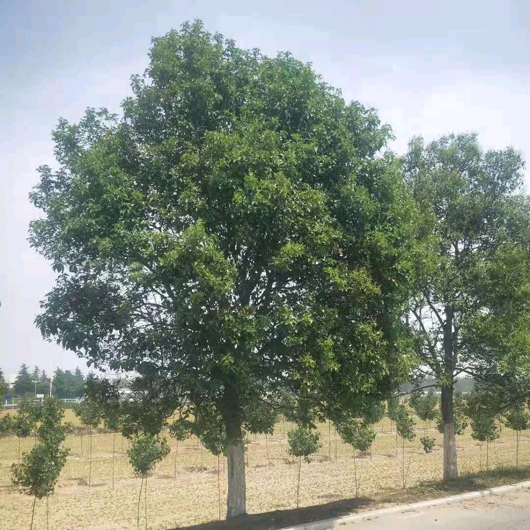 武陟县晓伟苗木种植专业合作社