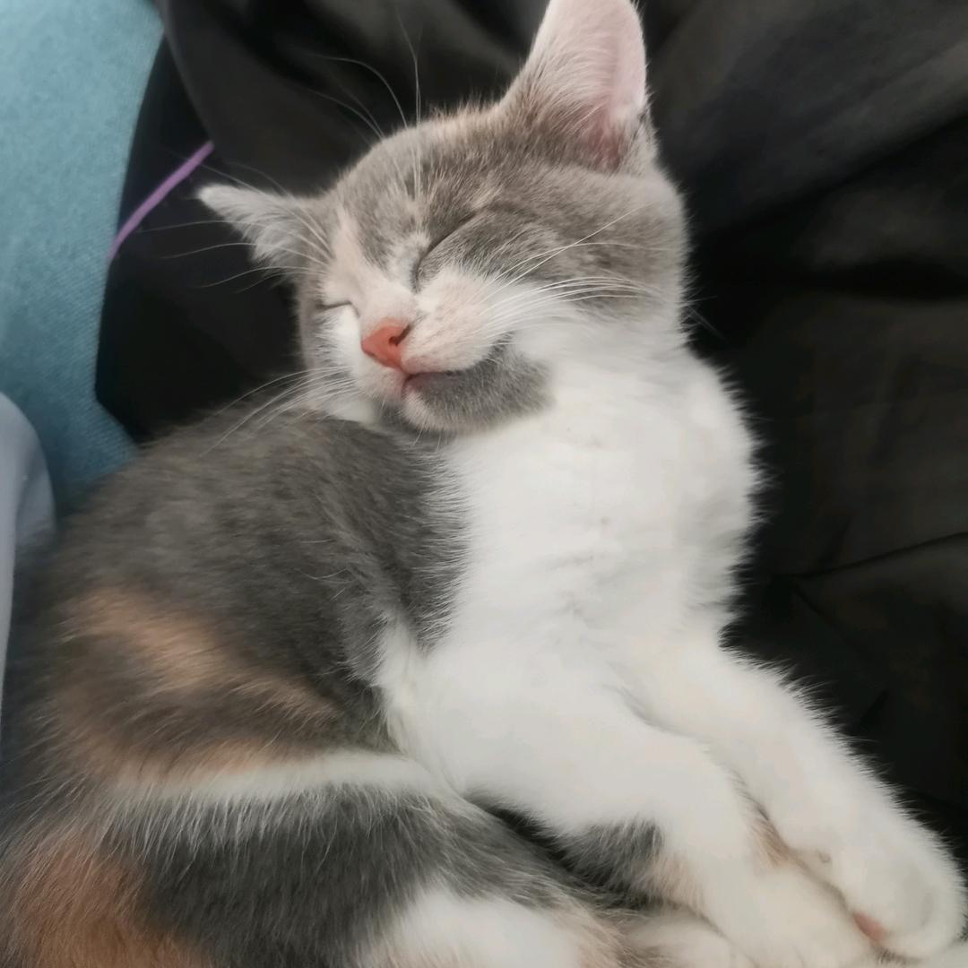 烤地瓜和土拨鼠