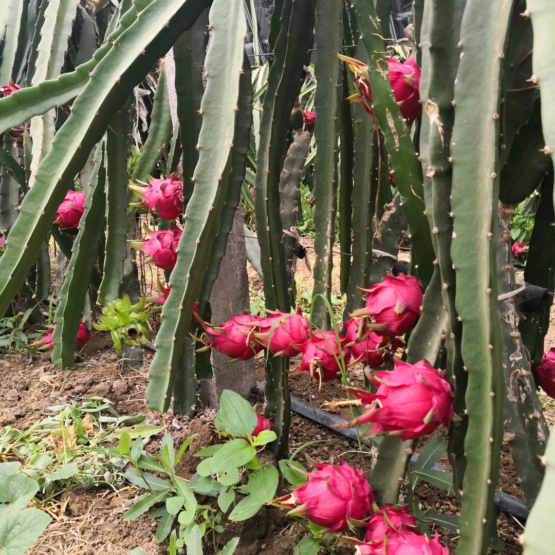 岚（安徽巢湖旺农业科技）