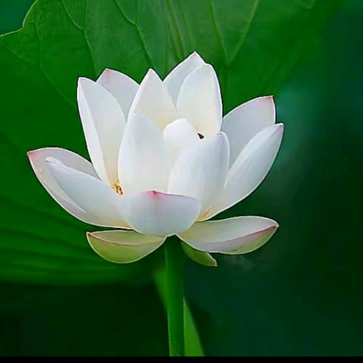 青青河边草关赞必回🍀🍀🍀