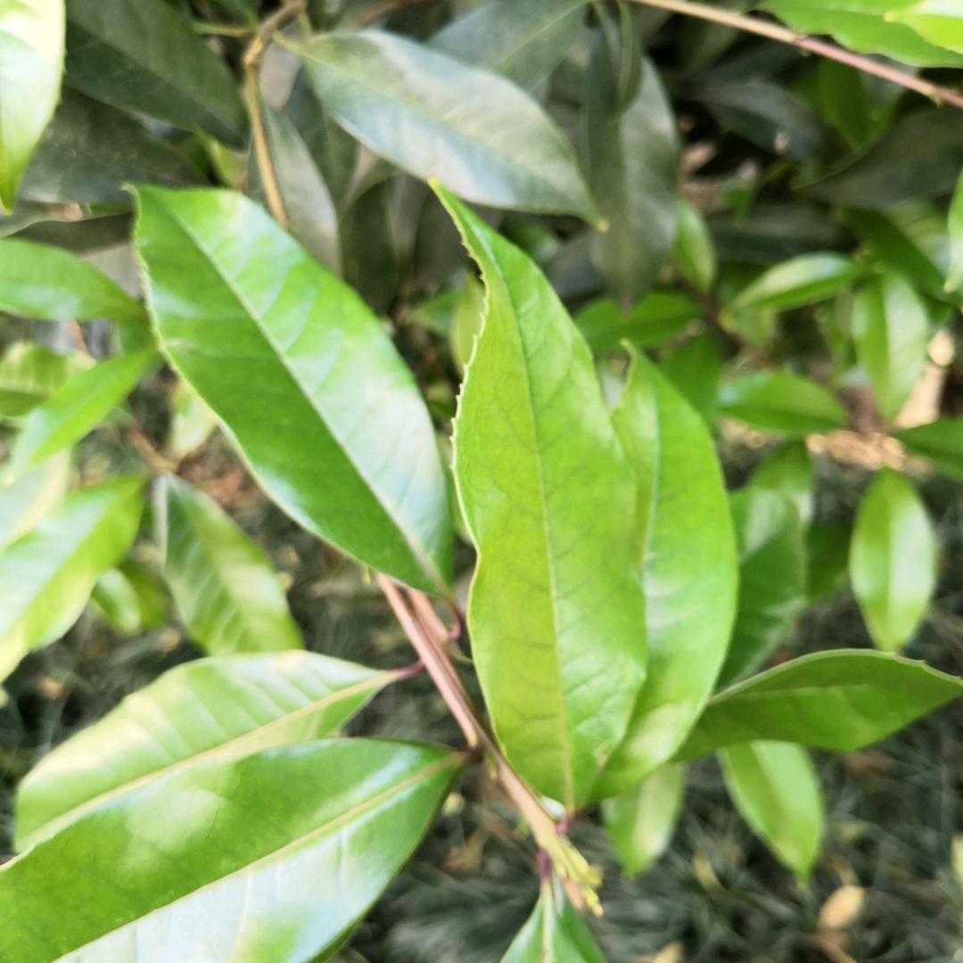 生如蝼蚁当有鸿鹄之志