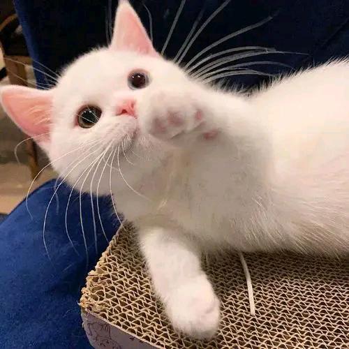 猫猫尔(工作版)