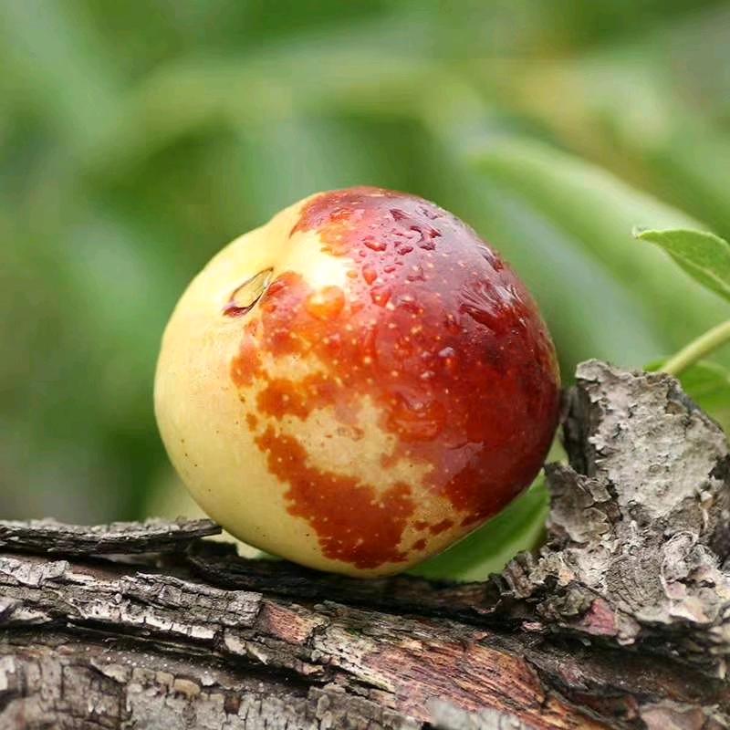 吕老师冬枣技术服务平台